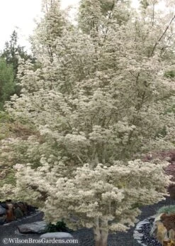 Ukigumo Floating Cloud Ghost Japanese Maple - 7 Gallon Pot -Plant Serie Store Japanese Maple Okigumo 15
