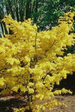 Orange Dream Japanese Maple - 2 Gallon Pot -Plant Serie Store Japanese Maple Orange Dream 10