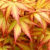 Orange Dream Japanese Maple - 2 Gallon Pot -Plant Serie Store Japanese Maple Orange Dream 500x750 1