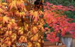 Orange Dream Japanese Maple - 2 Gallon Pot -Plant Serie Store Japanese Maple Orange Dream Spring Fall
