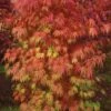 Orange Flame Japanese Maple - 2 Gallon Pot -Plant Serie Store Japanese Maple Orange Flame 10
