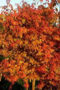Orange Flame Japanese Maple - 2 Gallon Pot -Plant Serie Store Japanese Maple Orange Flame 12