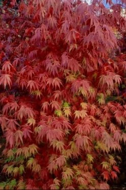 Orange Flame Japanese Maple - 2 Gallon Pot -Plant Serie Store Japanese Maple Orange Flame 13