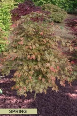 Orange Flame Japanese Maple - 2 Gallon Pot -Plant Serie Store Japanese Maple Orange Flame Spring Color
