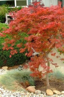 Orangeola Weeping Japanese Maple - 5 Gallon Pot 11 Orangeola Weeping Japanese Maple - 5 Gallon Pot -Plant Serie Store Japanese Maple Orangeola 1 1