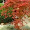 Orangeola Weeping Japanese Maple (High Graft Tree) - 3 Gallon Pot -Plant Serie Store Japanese Maple Orangeola 1