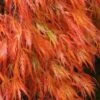 Orangeola Weeping Japanese Maple - 5 Gallon Pot -Plant Serie Store Japanese Maple Orangeola 2 2