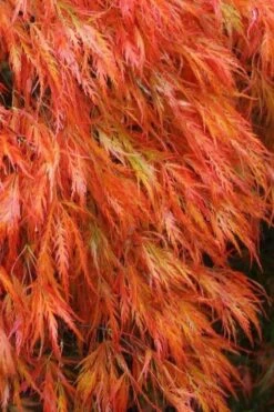 Orangeola Weeping Japanese Maple - 5 Gallon Pot