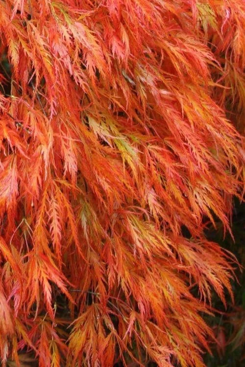 Orangeola Weeping Japanese Maple - 5 Gallon Pot 3 Orangeola Weeping Japanese Maple - 5 Gallon Pot