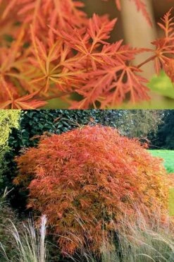 Orangeola Weeping Japanese Maple (High Graft Tree) - 3 Gallon Pot -Plant Serie Store Japanese Maple Orangeola 3
