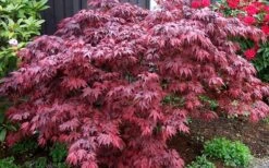 Oregon Sunset Japanese Maple - Acer Palmatum - 1 Gallon Pot -Plant Serie Store Japanese Maple Oregon Sunset 4 1