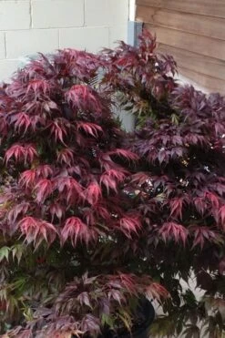 Oregon Sunset Japanese Maple (Acer Palmatum) - 2 Gallon Pot -Plant Serie Store Japanese Maple Oregon Sunset 5