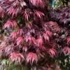 Oregon Sunset Japanese Maple - Acer Palmatum - 1 Gallon Pot 1 Oregon Sunset Japanese Maple - Acer Palmatum - 1 Gallon Pot -Plant Serie Store Japanese Maple Oregon Sunset 7 1