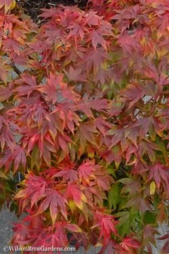 Oregon Sunset Japanese Maple (Acer Palmatum) - 2 Gallon Pot -Plant Serie Store Japanese Maple Oregon Sunset 9