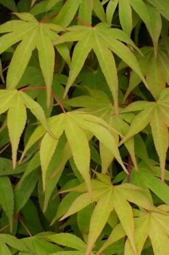 Osakazuki Japanese Maple - 5 Gallon Pot -Plant Serie Store Japanese Maple Osakazuki 5 1
