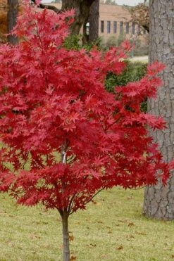 Pixie Dwarf Red Japanese Maple - 1 Gallon Pot -Plant Serie Store Japanese Maple Pixie Dwarf 10