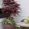 Pixie Dwarf Red Japanese Maple - 1 Gallon Pot -Plant Serie Store Japanese Maple Pixie Dwarf 5