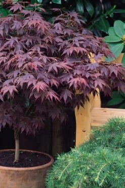 Pixie Dwarf Red Japanese Maple - 1 Gallon Pot -Plant Serie Store Japanese Maple Pixie Dwarf 6