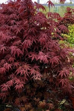Pixie Dwarf Red Japanese Maple - 1 Gallon Pot -Plant Serie Store Japanese Maple Pixie Dwarf 9