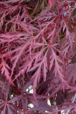 Red Dragon Dwarf Japanese Maple - 3 Gallon Pot -Plant Serie Store Japanese Maple Red Dragon 11 1