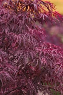 Red Dragon Dwarf Japanese Maple - 2 Gallon Pot
