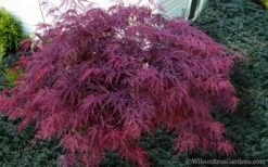 Red Dragon Dwarf Japanese Maple - 3 Gallon Pot -Plant Serie Store Japanese Maple Red Dragon 21 1