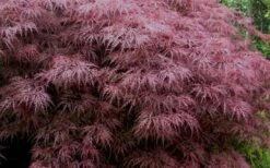 Red Dragon Dwarf Japanese Maple - 2 Gallon Pot -Plant Serie Store Japanese Maple Red Dragon 3