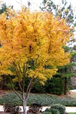 Sango Kaku Coral Bark Japanese Maple - 3 Gallon Pot -Plant Serie Store Japanese Maple Sango Kaku 31