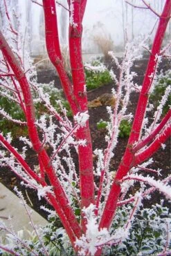 Sango Kaku Coral Bark Japanese Maple - 3 Gallon Pot -Plant Serie Store Japanese Maple Sango Kaku Coral Bark 500x750 1