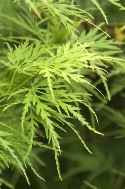 Seiryu Japanese Maple - 3 Gallon Pot -Plant Serie Store Japanese Maple Seiryu 22 3