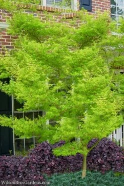 Seiryu Japanese Maple - 3 Gallon Pot -Plant Serie Store Japanese Maple Seiryu 23 3