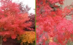 Seiryu Japanese Maple - 3 Gallon Pot -Plant Serie Store Japanese Maple Seiryu Fall Color 3