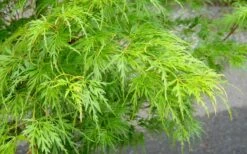 Seiryu Japanese Maple - 1 Gallon Pot -Plant Serie Store Japanese Maple Seiryu Spring Color 1