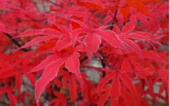 Shirazz Japanese Maple - 1 Gallon Pot -Plant Serie Store Japanese Maple Shirazz 10