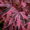 Shirazz Japanese Maple - 1 Gallon Pot -Plant Serie Store Japanese Maple Shirazz 12
