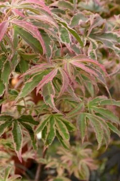Shirazz Japanese Maple - 1 Gallon Pot -Plant Serie Store Japanese Maple Shirazz 13