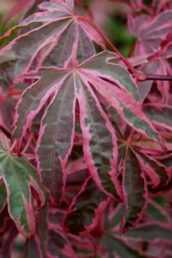 Shirazz Japanese Maple - 1 Gallon Pot -Plant Serie Store Japanese Maple Shirazz 6
