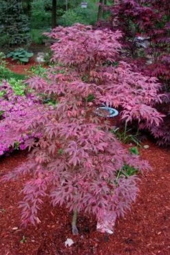 Shirazz Japanese Maple - 1 Gallon Pot -Plant Serie Store Japanese Maple Shirazz 7