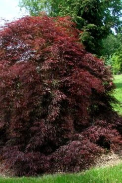 Tamukeyama Dwarf Red Japanese Maple - 2 Gallon Pot -Plant Serie Store Japanese Maple Tamukeyama 10 1