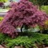 Tamukeyama Dwarf Red Japanese Maple - 1 Gallon Pot -Plant Serie Store Japanese Maple Tamukeyama 11