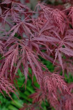 Tamukeyama Dwarf Red Japanese Maple - 2 Gallon Pot -Plant Serie Store Japanese Maple Tamukeyama 13 1