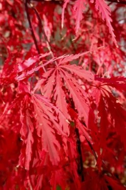 Tamukeyama Dwarf Red Japanese Maple - 2 Gallon Pot -Plant Serie Store Japanese Maple Tamukeyama 14 1