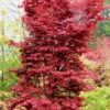 Twombly's Red Sentinel Japanese Maple - 3 Gallon Pot -Plant Serie Store Japanese Maple Twombleys Red Sentinel 500x750 2