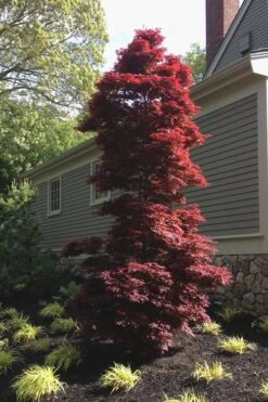 Twombly's Red Sentinel Japanese Maple - 2 Gallon Pot (2.5-3') -Plant Serie Store Japanese Maple Twomblys Red Sentinel 10