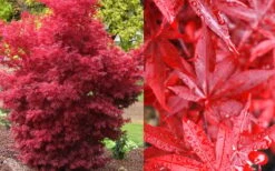 Twombly's Red Sentinel Japanese Maple - 2 Gallon Pot (2.5-3') -Plant Serie Store Japanese Maple Twomblys Red Sentinel Fall Color