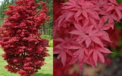 Twombly's Red Sentinel Japanese Maple - 2 Gallon Pot (2.5-3') -Plant Serie Store Japanese Maple Twomblys Red Sentinel Spring