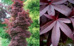 Twombly's Red Sentinel Japanese Maple - 3 Gallon Pot -Plant Serie Store Japanese Maple Twomblys Red Sentinel Summer 1