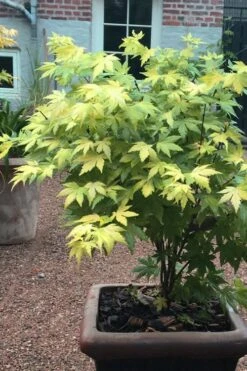 Orange Dream Japanese Maple - 2 Gallon Pot -Plant Serie Store Japanese maple orange Dream 5