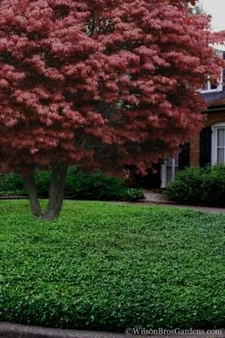 Asian Jasmine - Asiatic Jasmine - 6 Pack Of Pint Pots -Plant Serie Store Jasmine Asian 21