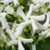 Star Jasmine Vine (Trachelospermum Jasminoides) - 6 Pack Of 1 Gallon Pots 2 Star Jasmine Vine (Trachelospermum Jasminoides) - 6 Pack Of 1 Gallon Pots -Plant Serie Store Jasmine Confederate 500x750 1